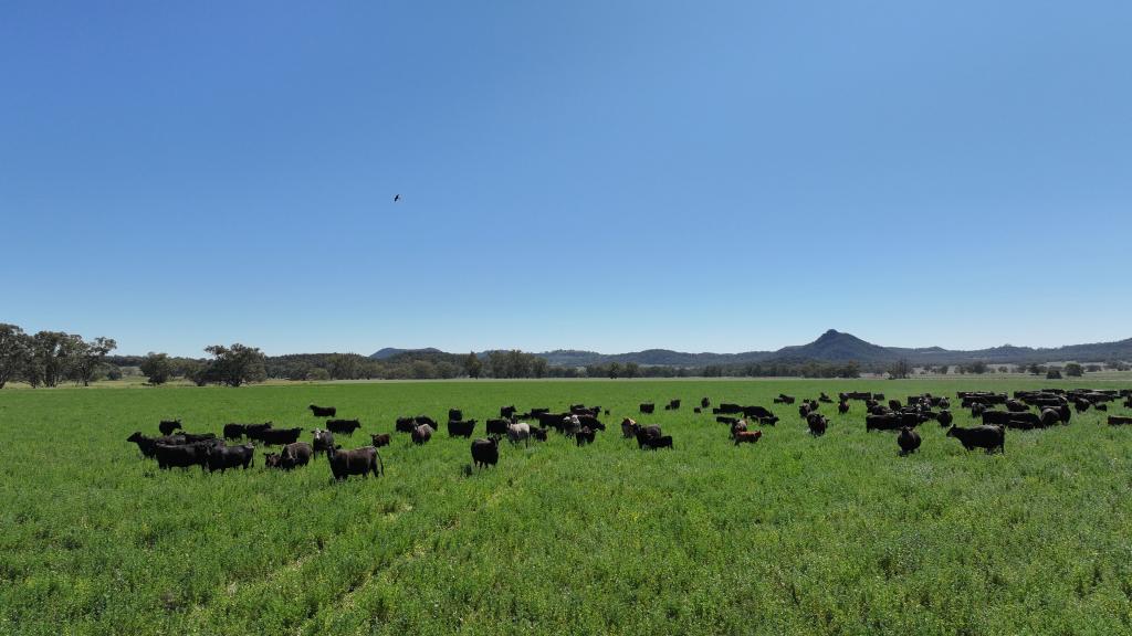 1428 Guinema Rd, Bugaldie, NSW 2357