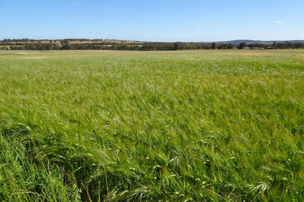 Lot 51 & 1 Boyagarra Rd, Brookton, WA 6306